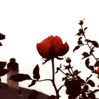 Flowers, Sky