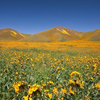 California_Wildflowers_off_Bitterwater-fb