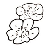 flower illustrations