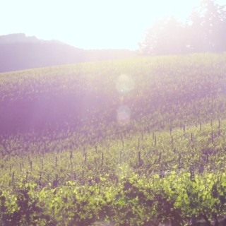 Video elk cove
